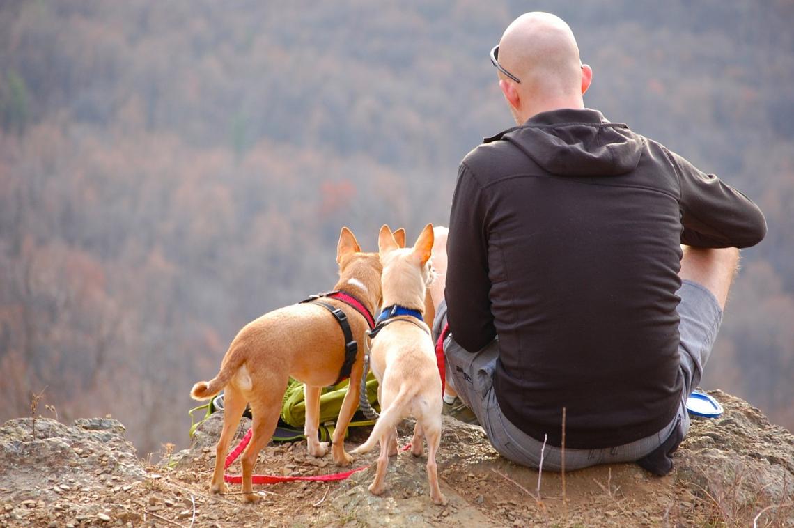 Camping Urlaub mit dem Hund Was gibt es zu beachten?