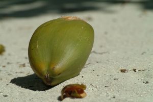 Kokosöl wird aus der Kokosnuss gewonnen