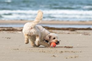 hund am strand pixabay