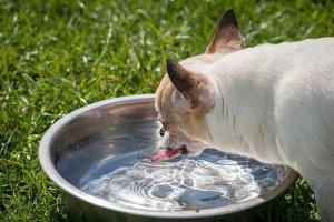 hund wassernapf