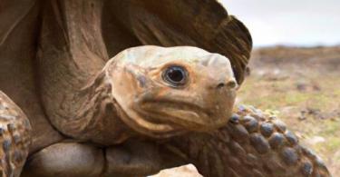 die lebensspanne von schildkroten wie alt werden sie