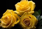 bedeutung gelbe rosen