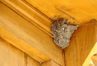 Schädlingsbekämpfung